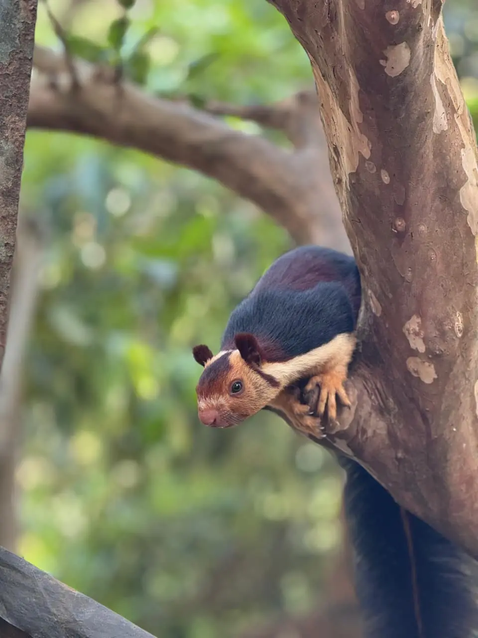 One of the best digital marketer in Thrissur captured “Small squirrel clinging to the side of a tree trunk, looking outward with a soft green forest background.”