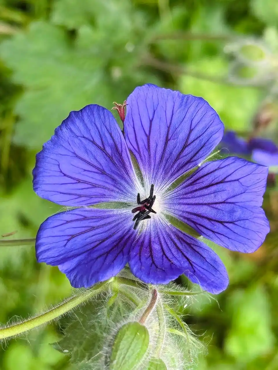 a photography of best digital marketer in Thrissur."Close-up of a vibrant blue flower with detailed purple veins and a dark center"